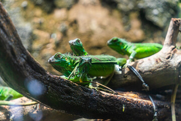 Obraz premium Green iguana. Iguana - also known as Common iguana or American iguana. Lizard families, look toward a bright eyes looking in the same direction as we find something new life.