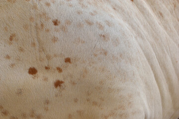 Fototapeta na wymiar cow skin texture background, cow leather with fur background