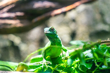 Green iguana. Iguana - also known as Common iguana or American iguana. Lizard families, look toward...