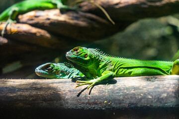 Fototapeta premium Green iguana. Iguana - also known as Common iguana or American iguana. Lizard families, look toward a bright eyes looking in the same direction as we find something new life.