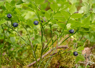 blueberry bushes on the background of forest vegetation, blue blueberries, berry picking time, summer