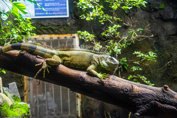 Green iguana. Iguana - also known as Common iguana or American iguana. Lizard families, look toward...