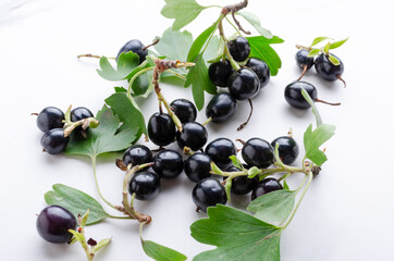 Green leaves on the branch of blackcurrant, white surface