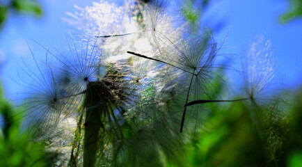 
background with flying dandelion close-up