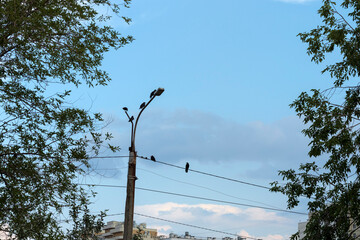 Birds sit on a lamppost and wires against the sky.