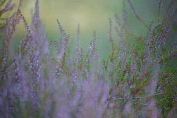 Heide Landschaft im Sommer mit grün und lila farbebner Natur