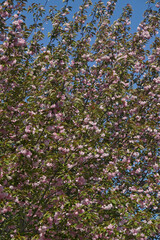 Japanese cherry (Prunus serrulata). Called Hill cherry, Oriental cherry and East Asian cherry also