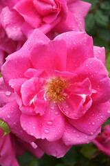 Hybrid rose (Rosa)