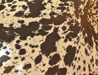 cow skin texture background, cow leather with fur background