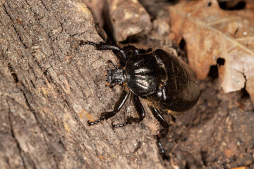 The close-up of Osmoderma eremita, the hermit beetle or Russian leather beetle