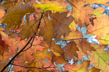 autumn leaves on the ground