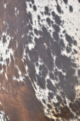 cow skin texture background, cow leather with fur background