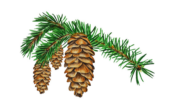 Watercolor illustration, pine branch with cones on a white background.