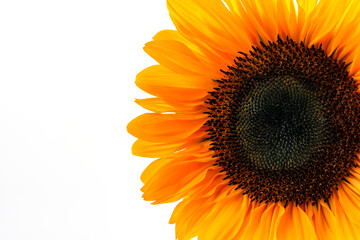 Sunflower head, decorative flower closeup, macro, on the white background.