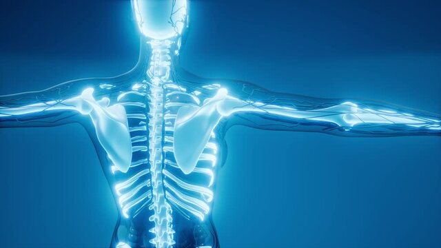 medical science illustration of human skeleton bones