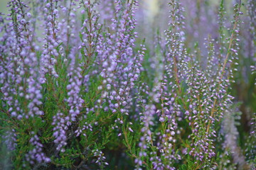Heide Landschaft im Sommer mit grün und lila farbebner Natur