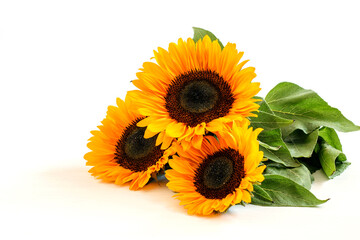 Sunflower bouquet with stems and leaves on the white background horizontally. Harvest time, nice summer sunflower.