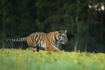 Tiger in blooms. Flowered meadow with tiger. Siberian tiger in beautiful habitat.Panthera tigris altaica. Summer scene