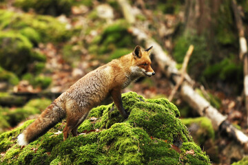 Naklejka na ściany i meble Cute Red Fox, Vulpes vulpes in mossy autumn forest. Beautiful animal in the nature habitat. Wildlife scene from nature.