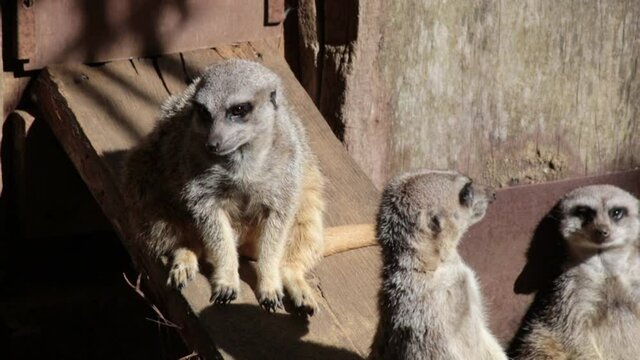 groupe de suricate dans un parc animalier