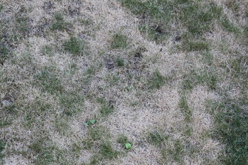 Vertrockneter Rasen im Garten nach Hitzeperiode