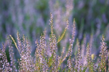 Erica auf einer Heide