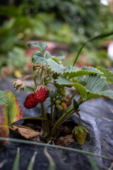 Red strawberries ready to be picked AM