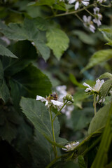 Bee eating from a white berry bloom AM