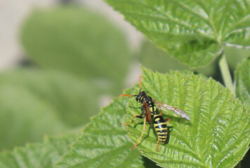 fly on leaf bee