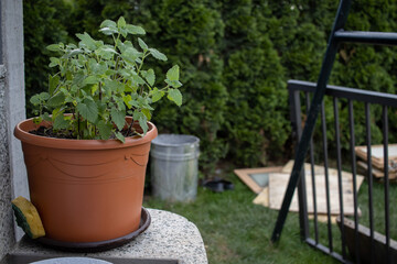 Plant in a brown flowerpot AM