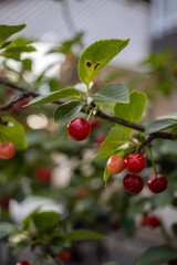 Cherries hanging on a branch of a tree with shallow depth of field AM