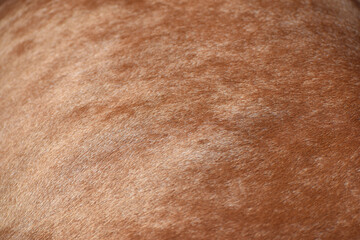 cow skin texture background, cow leather with fur background