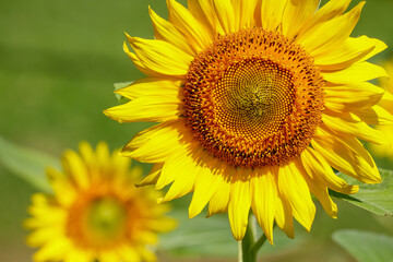 ヒマワリの花　Sunflowe