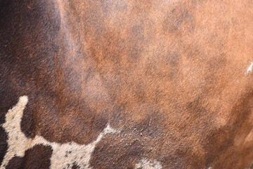 cow skin texture background, cow leather with fur background