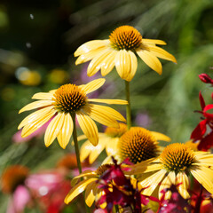 Echinecea SunSeekers 'Yellow' ou Rudbéckie 'Yellow Sunseekers' aux fleurs magnifiques jaune vif, cône orange doré, feuillage lancéolé vert foncé sur courtes tiges