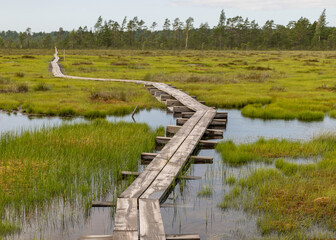 Wooden wet pathway through swamp wetlands with small pine trees, marsh plants and ponds, a typical...