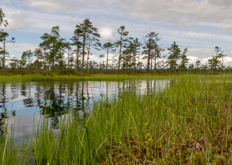 Fototapeta na wymiar stunning bog views. beautiful clouds. View of the beautiful nature in the swamp - pond, pines, moss. Sunny day. a typical West-Estonian bog. Nigula Nature Reserve