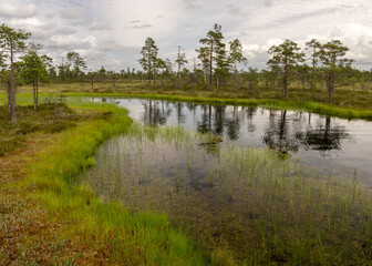 stunning bog views. beautiful clouds. View of the beautiful nature in the swamp - pond, pines, moss. Sunny day. a typical West-Estonian bog. Nigula Nature Reserve