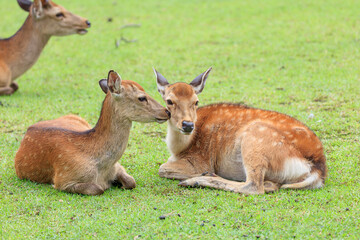 Naklejka na ściany i meble Young deer sisters I met at Nara Park in Japan.