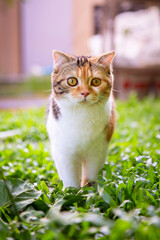 Scottish fold cat are playing in the garden. Tree color kitten are walking in the grass field in the morning.Kittens with folding ears are playing in the garden.