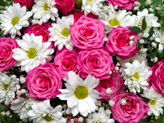 Beautiful pink roses and white daisies close-up, floral background.