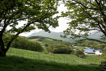 Green pastures of sheep ranch landscape at early summer background blue sky.