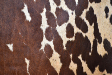 cow skin texture background, cow leather with fur background