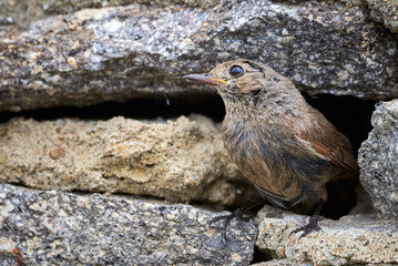 Black redstart female bird at the nest hole (Phoenicurus ochruros)