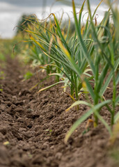 landscape with green garlic leaves on a background of cultivated land, summer
