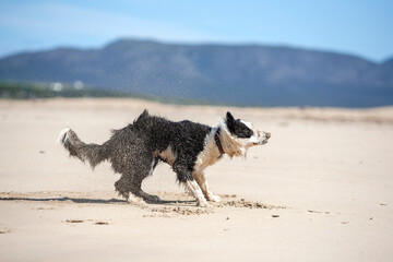 Fototapeta na wymiar A border Collie playing on a beach with a Frisbee