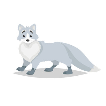 Cute arctic fox. Polar animal cartoon illustration. Flat style design. Best for kid education. Vector drawing isolated on white background.