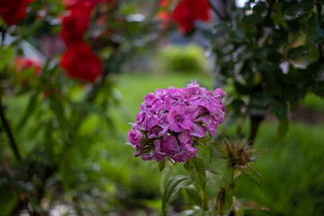 Close up shot of a bunch of pink purple flowers in a garden with a shallow depth of field
