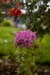 Close up shot of a bunch of pink purple flowers in a garden with a shallow depth of field