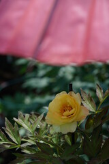 Light Yellow Flower of Peony in Full Bloom
